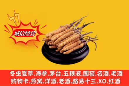 呼和浩特武川县求购回收虫草多少钱每克